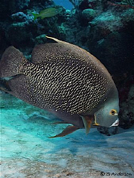 This French Angelfish has the eye and ear to the ground! ... by Steven Anderson 
